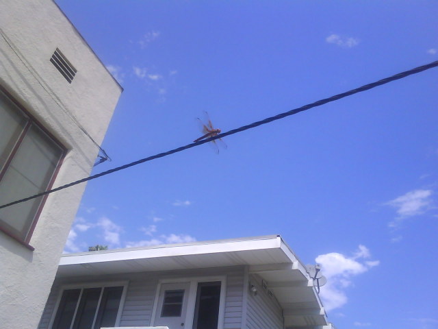 It's pretty rare to see a dragonfly in the middle of the city, there's no water anywhere near here and I thought this one posed pretty well for the camera.