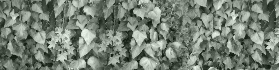 Lotta Ivy