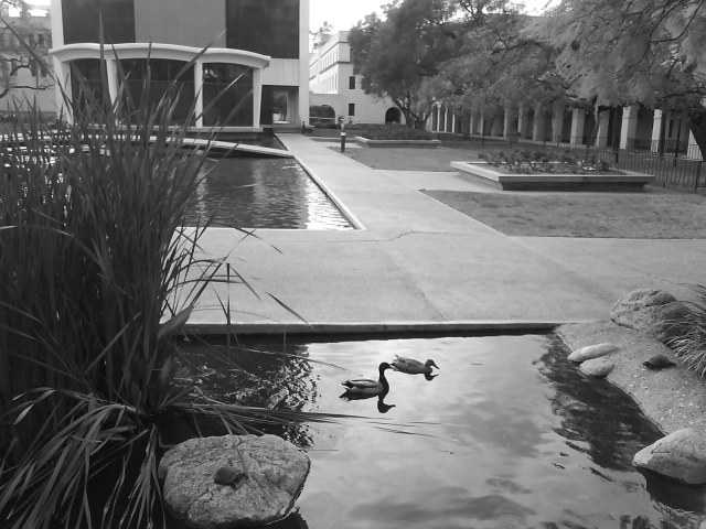 An interesting choice of habitat for this pair of Mallard ducks on a rest stop in the land of great minds like Hawking and Einstein. Caltech is such a unique and exceptional environment, for those fortunate enough to be accepted into the community, as well as those who adopt it.