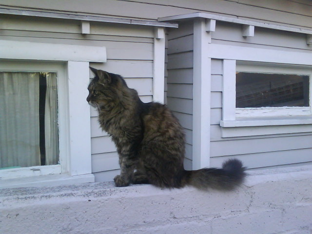 18 Year Old Out Door Los Angeles Maine Coon Mix