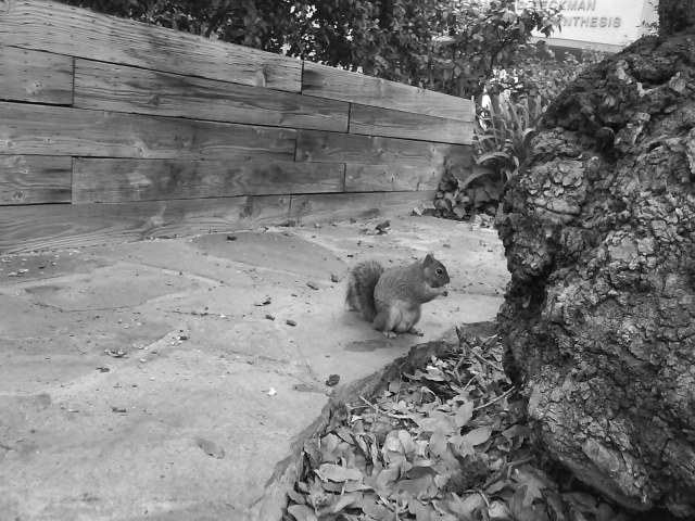 Resident Squirrel Near Old Oak Tree Caltech Campus