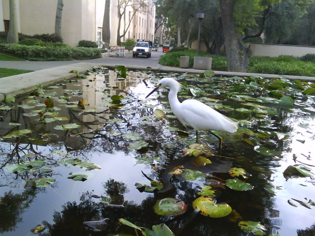 This White Heron Is A Yearly Visitor To The Caltech Lily Ponds