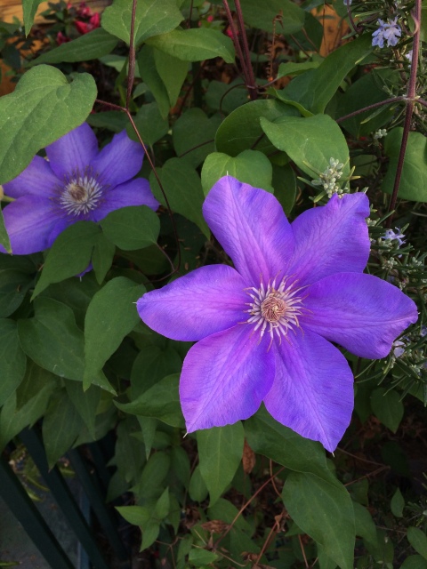 California Garden Purple Spring Flowers