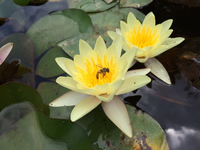 Honey Bee Exploring Yellow Pond Lilies At Caltech