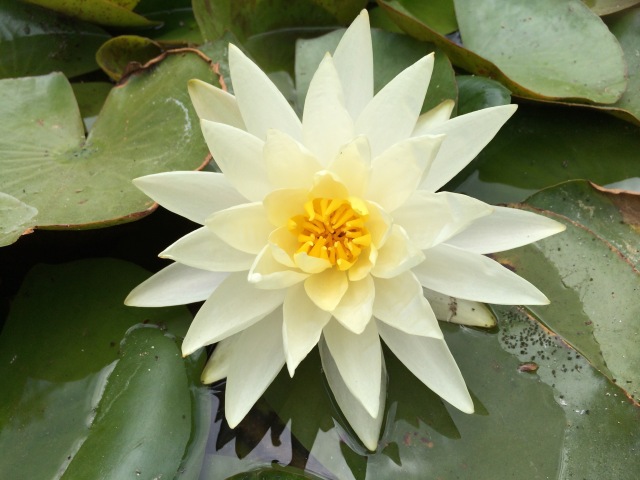 Yellow Spring Lily Caltech