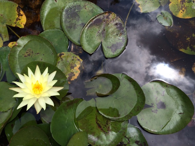 Sky Reflected With Yellow Lily Flower Caltech