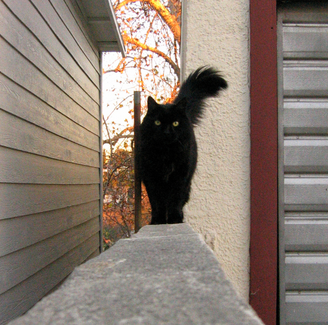 Schwartzie The Best Black Cat That Ever Lived