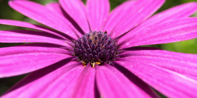 Purple Flower At Caltech