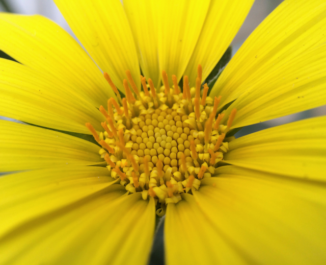 Yellow Daisy Flower At Caltech