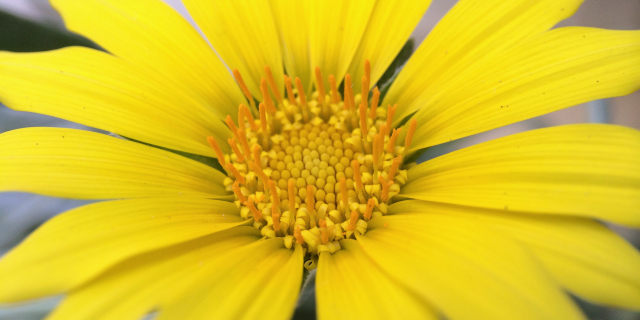 Yellow Daisy Flower The Long View